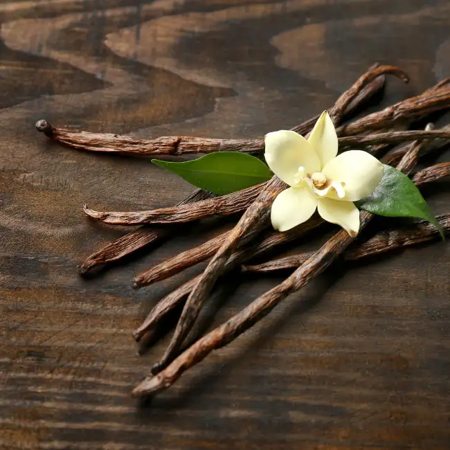 vanilla-bean-planifolia