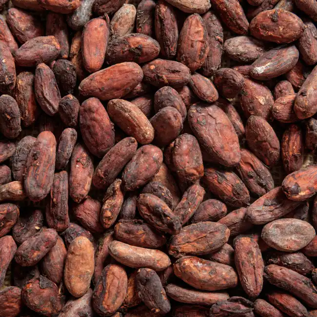 cocoa-beans